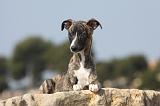 WHIPPET 267